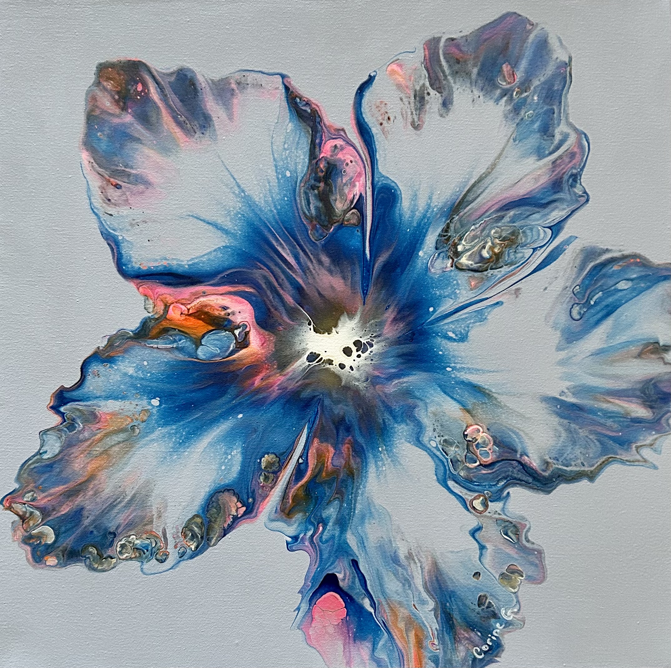 Blue Hibiscus 